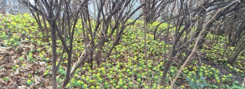 Es gibt kein Unkraut